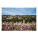 Recherche de vignoble posters Raisins