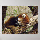 Recherche de panda rouge posters Photographie