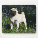 Recherche de jacinthe tapis souris Fleurs