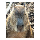 Recherche de rongeur posters Animal sauvage