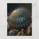 Recherche de faune marine cartes postales Coquille
