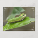 Recherche de chenille cartes postales Fleurs