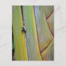 Recherche de palmiers cartes postales Fleur
