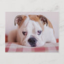 Recherche de bouledogues anglais cartes postales Chiot