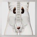 Recherche de urinaire posters Physiologie
