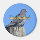 Recherche de pigeon magnete Aviaire