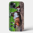 Recherche de roulement photographie Cheval