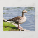 Recherche de oies sauvages cartes postales Sauvagine