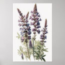 Recherche de de lupin posters Fleurs violettes