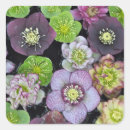 Recherche de hellebore autocollants Botanique