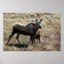 Recherche de élan posters Alaska