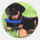Recherche de chiot rottweiler autocollants Rottweilers