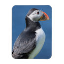 Recherche de macareux atlantique magnets Bec