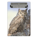 Recherche de hibou à cornes Faune