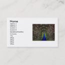 Recherche de conception de paon cartes visite Oiseaux
