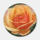 Recherche de abricots magnets Rose
