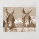 Recherche de mule cartes postales Animaux