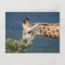 Recherche de motif girafe cartes postales Zoo