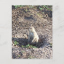 Recherche de chien de prairie cartes postales Faune