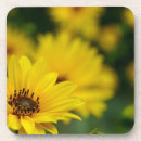 Recherche de marguerite dessous de verres Floraison