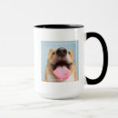 Recherche de chien de corgi tasses Animaux
