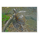 Recherche de tortue boîte cartes postales Nature
