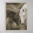 Recherche de cheval arabe posters Équitation