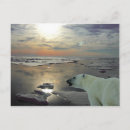 Recherche de ours arctique cartes postales Polaire