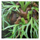 Recherche de fougère carreaux Vert