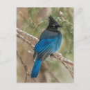 Recherche de geai cartes postales Aviaire