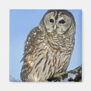 Recherche de rapaces magnets Aviaire