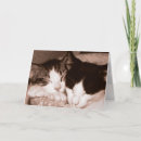Recherche de minou noir photographie Noir et blanc