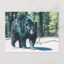 Recherche de ours noir cartes postales Faune