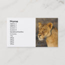 Recherche de lion africain cartes visite Safari