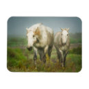 Recherche de cheval de camargue magnets Ferme