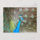 Recherche de plumes paon cartes postales Vert