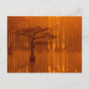 Recherche de cypress tree cartes postales Chute