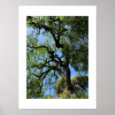 Recherche de arbre tordu posters Bois