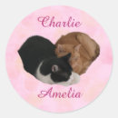 Recherche de tigre blanc autocollants Chatons