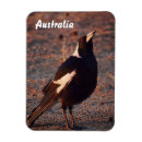 Recherche de native magnets Animal
