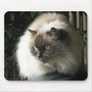 Recherche de chat doux tapis souris Félin