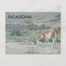 Recherche de lama cartes postales Andes
