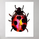 Recherche de de coccinelle posters Aquarelle