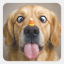 Recherche de animal comique autocollants Humoristique