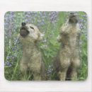 Recherche de loup de prairie Faune