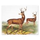 Recherche de cerf de virginie posters Vintage