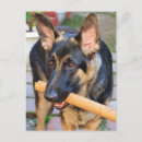 Recherche de de berger allemand cartes postales Animaux