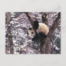 Recherche de sichuan Comportement