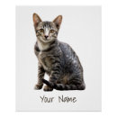 Recherche de portrait vintage posters Chat