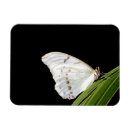 Recherche de papillon blanc magnets Nature